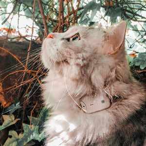 Girafus® Pro-Track-tor Cats Dogs Pet Small Animal Tracking Finder Locator - Charger and Button Cell Batteries Included / Variants