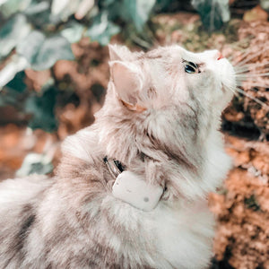 Girafus® Pro-Track-tor Gatos Perros Mascotas Pequeños Animales Localizador - Cargador y Pilas de Botón Incluidos / Variantes