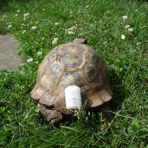 Girafus® Pro-Track-tor Gatos Perros Mascotas Pequeños Animales Localizador - Cargador y Pilas de Botón Incluidos / Variantes