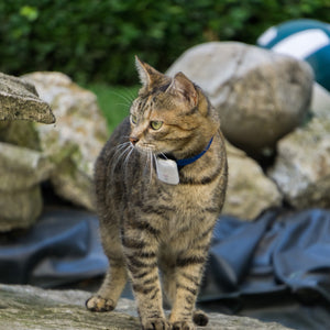 Girafus® Pro-Track-tor Katzen Hunde Haustier Kleintier Peilsender Finder Sucher Ortung - inklusive Ladegerät und Knopfzellen-Akkus / Varianten