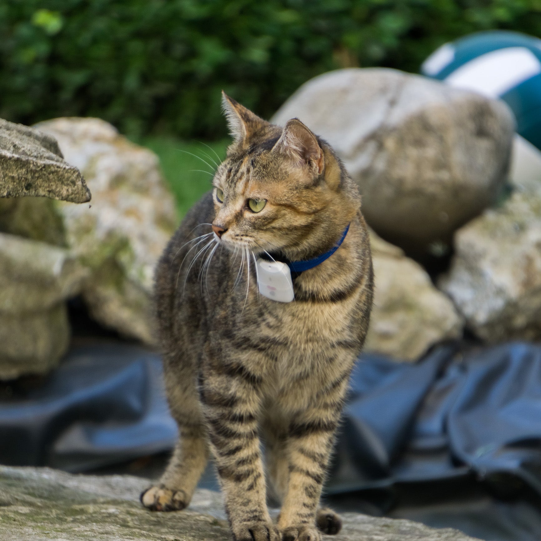 TRACTIVE Motion - Tracker d'activité pour animaux domestiques